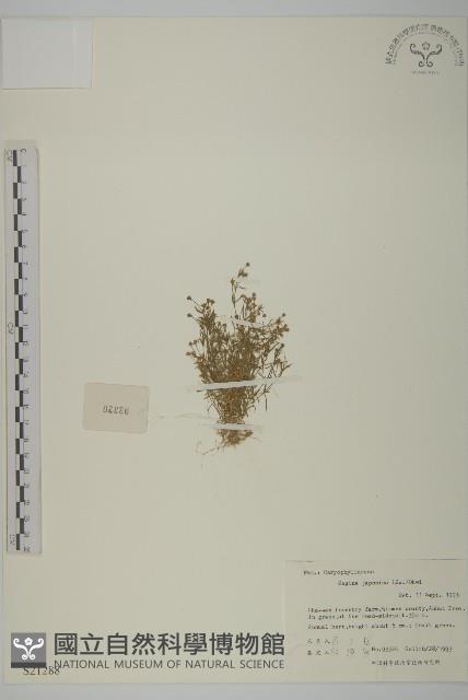 瓜槌草、漆姑草藏品圖，第1張