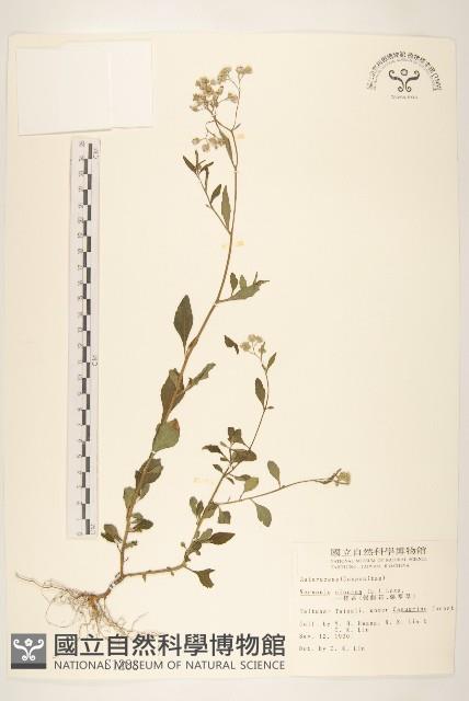 一枝香藏品圖，第1張