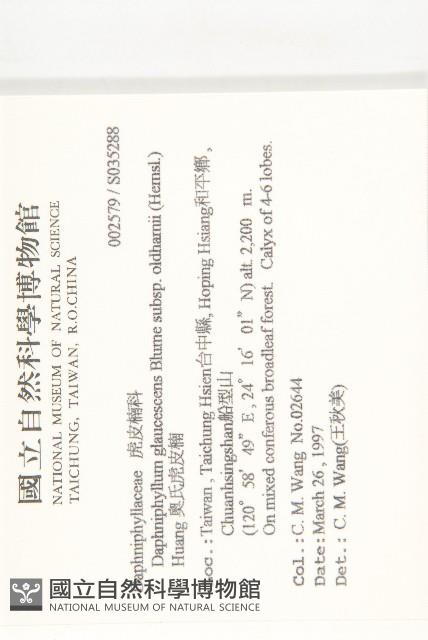 耿氏虎皮楠藏品圖，第2張