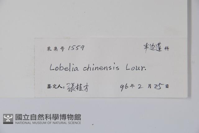 半邊蓮、鐮磨仔草藏品圖，第2張