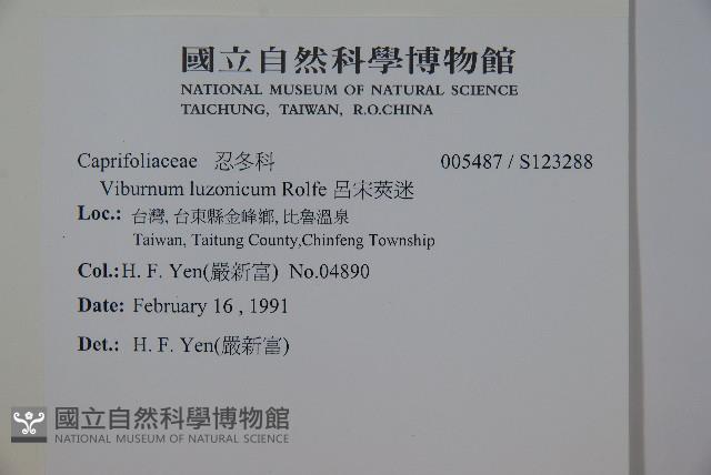 呂宋莢迷藏品圖，第2張