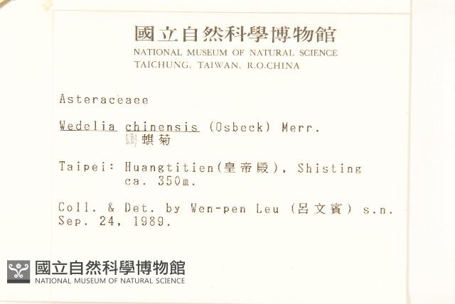 蟛蜞菊藏品圖，第2張