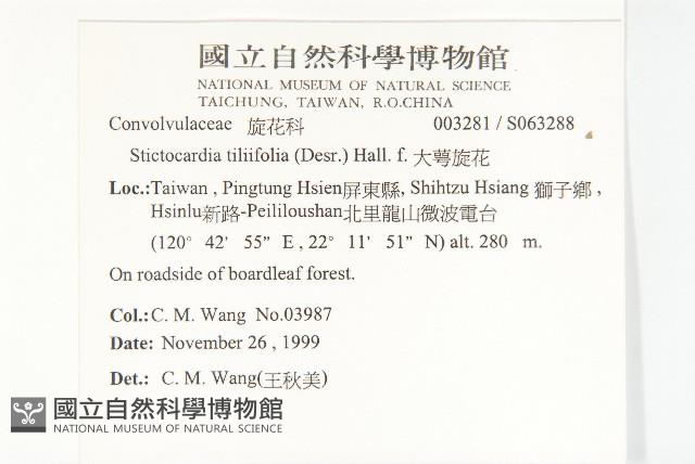 大萼旋花藏品圖，第2張