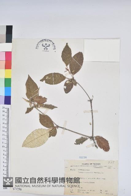 裡白巴豆藏品圖，第1張