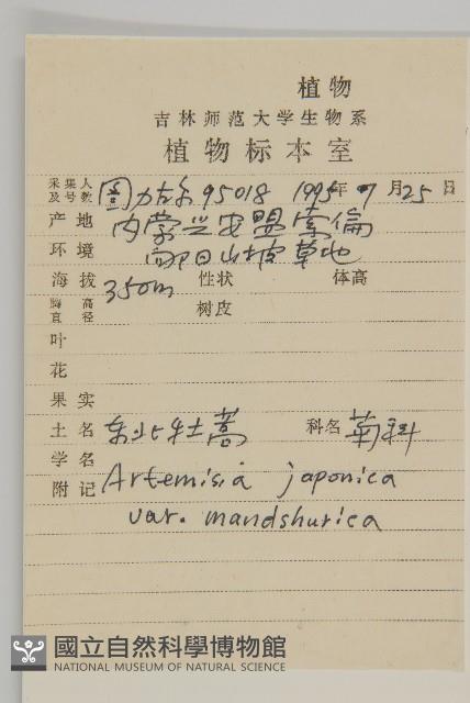 東北牡蒿藏品圖，第2張