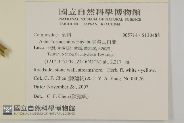 臺灣山白蘭藏品圖，第2張