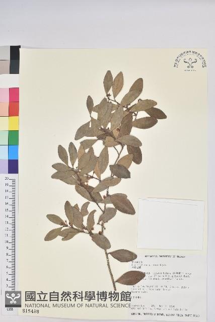 凹葉越橘藏品圖，第1張