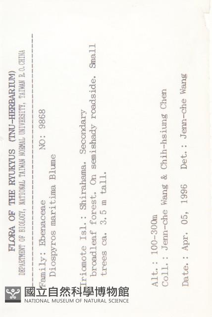 黃心柿藏品圖，第2張