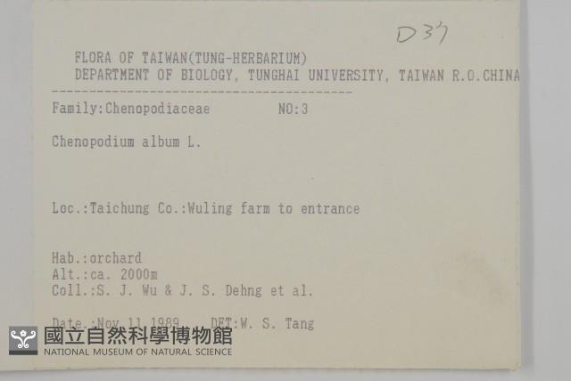 藜、灰藜藏品圖，第2張