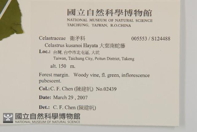 大葉南蛇藤藏品圖，第2張