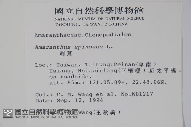 刺莧藏品圖，第2張