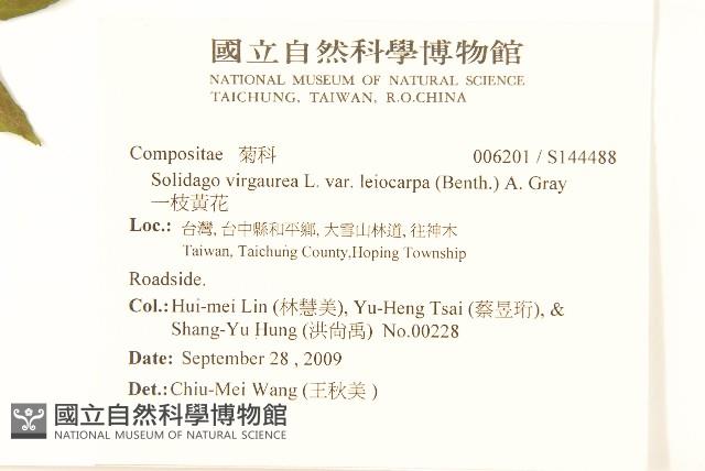 一枝黃花藏品圖，第2張