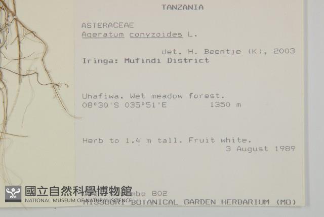 霍香薊藏品圖，第2張
