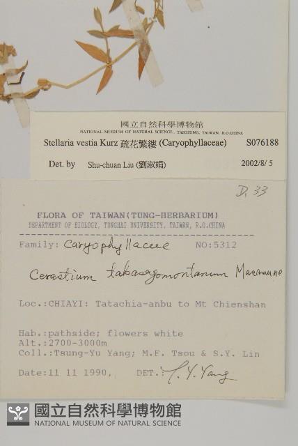 疏花繁縷藏品圖，第2張