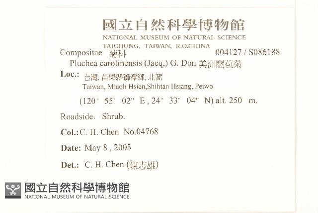 美洲闊苞菊藏品圖，第2張