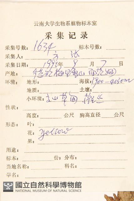 齒裂千里光藏品圖，第2張