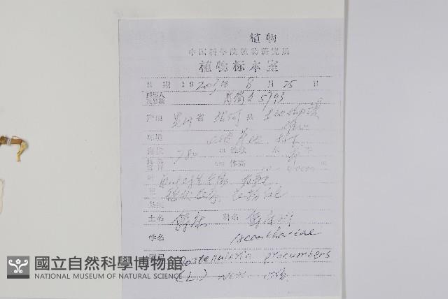 爵床、六角英藏品圖，第2張