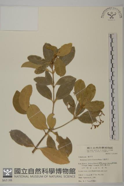 交趾衛矛藏品圖，第1張