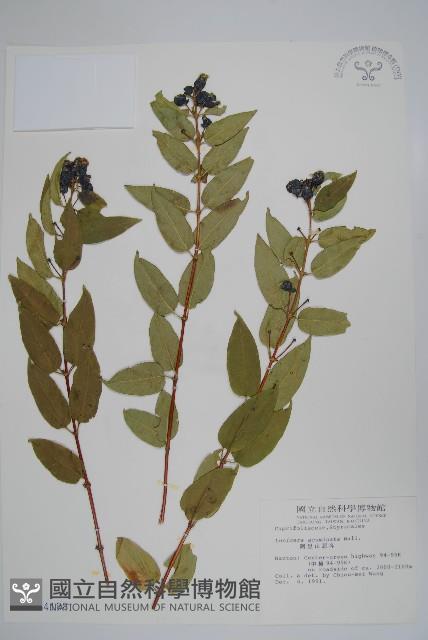 阿里山忍冬、漸尖葉忍冬藏品圖，第1張