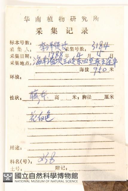 茄葉斑鳩菊藏品圖，第2張