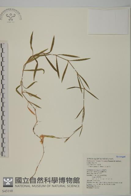 玉山石竹藏品圖，第1張