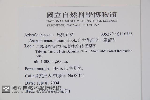 大花細辛、馬蹄香藏品圖，第2張