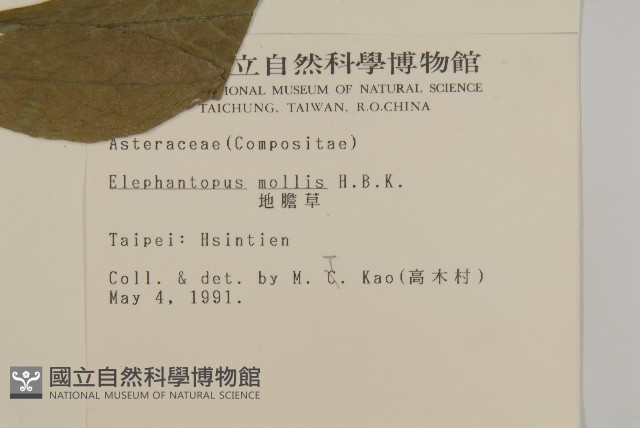 地膽草、毛蓮菜藏品圖，第2張