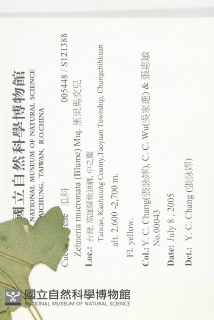 天花藏品圖，第2張