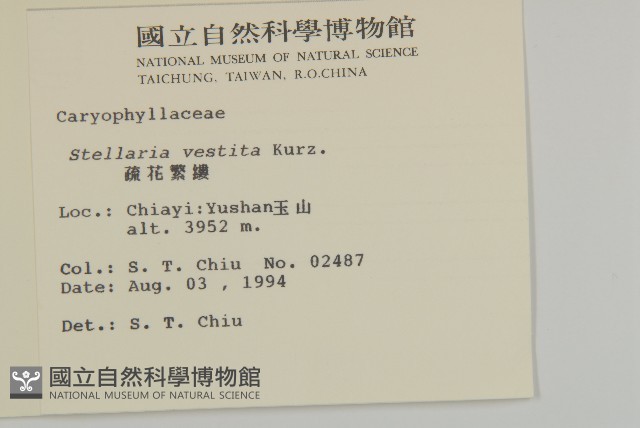疏花繁縷藏品圖，第2張