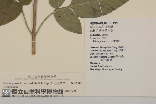 大花咸豐草藏品圖，第2張