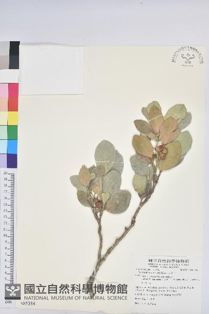 白樹仔藏品圖，第1張