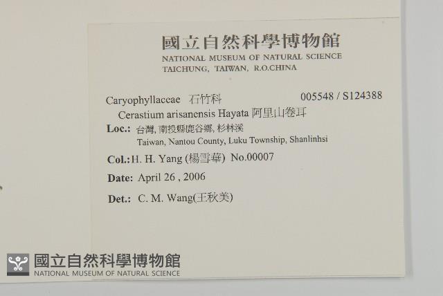 阿里山卷耳藏品圖，第2張