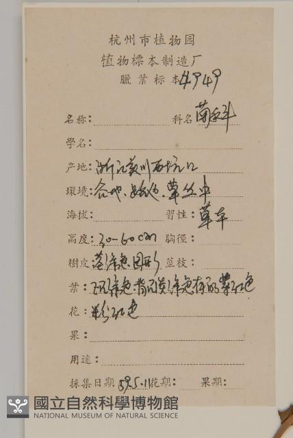 小葉一點紅藏品圖，第2張