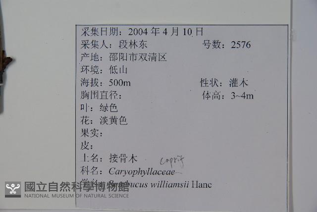 接骨木，木蒴藋藏品圖，第2張