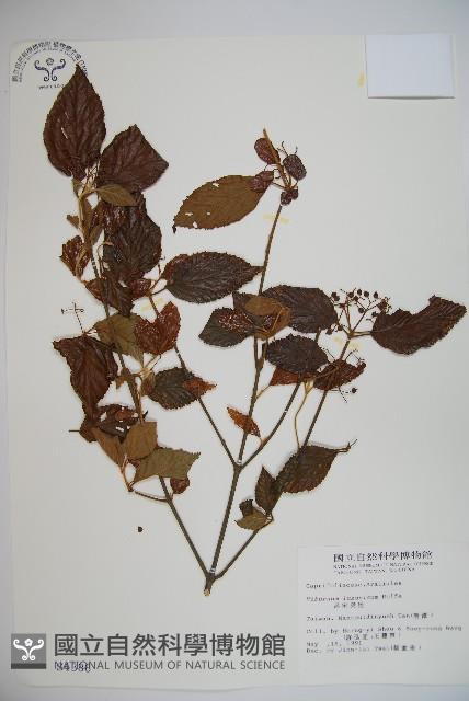 呂宋莢迷藏品圖，第1張