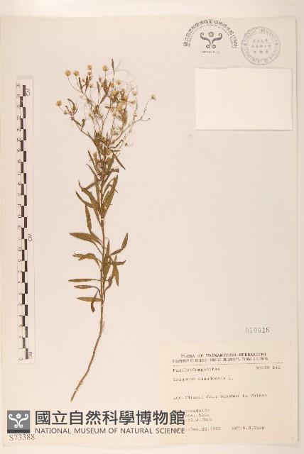 加拿大蓬藏品圖，第1張