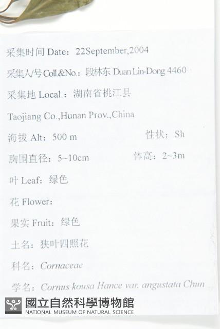 狹葉四照花藏品圖，第2張