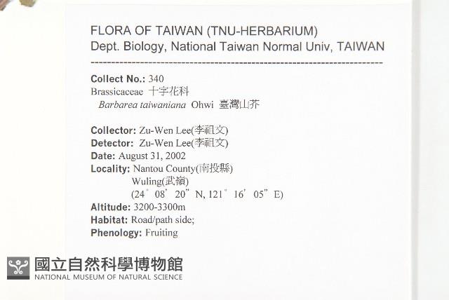 臺灣山芥菜藏品圖，第2張