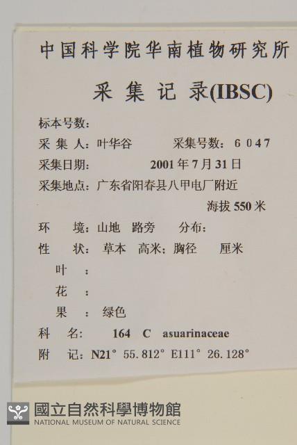 木麻黃藏品圖，第2張