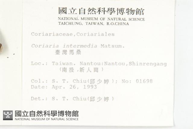 臺灣馬桑藏品圖，第2張