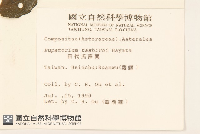 田代氏澤蘭藏品圖，第2張