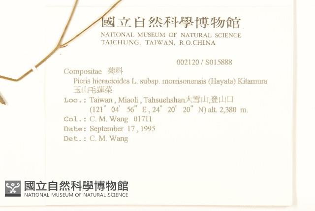 玉山毛蓮菜藏品圖，第2張