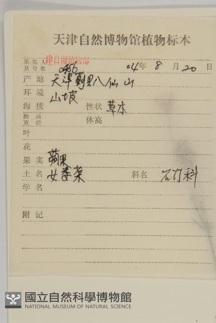 桃色女婁菜藏品圖，第2張