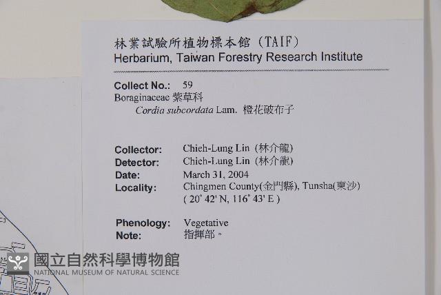 橙花破布子藏品圖，第2張