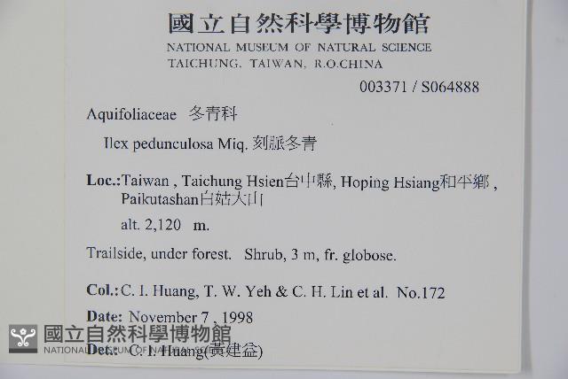 刻脈冬青藏品圖，第2張