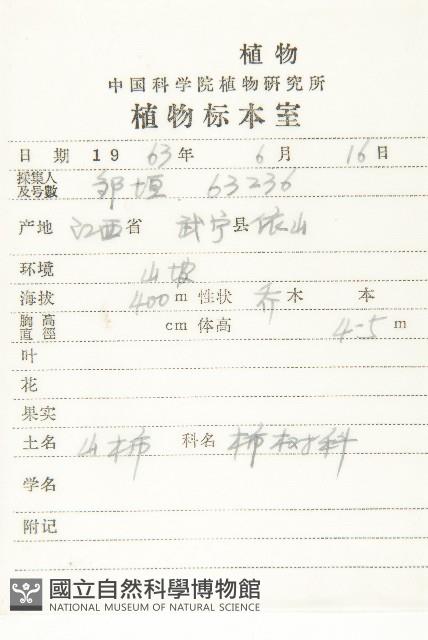 油柿藏品圖，第2張