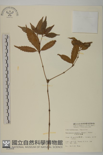 草珊瑚、紅果金粟蘭藏品圖，第1張