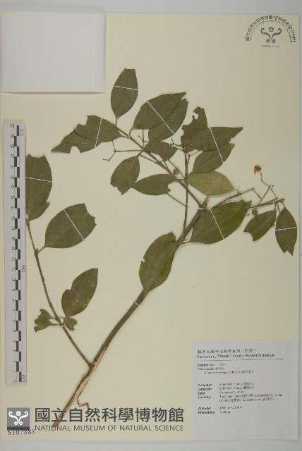 刺果衛矛藏品圖，第1張