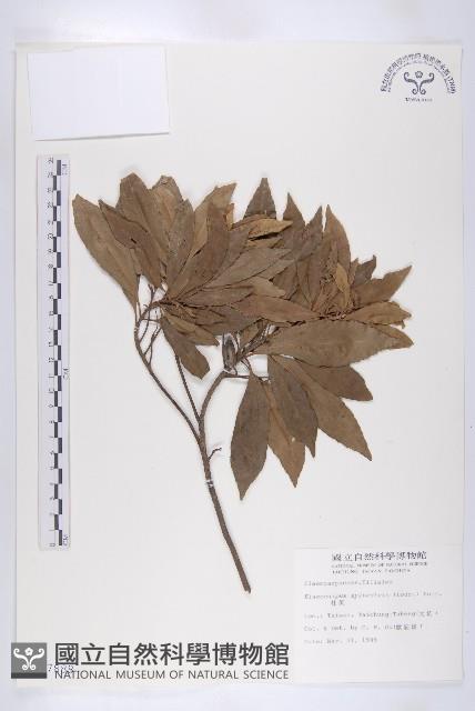 杜英、山杜英、蘭嶼杜英藏品圖，第1張