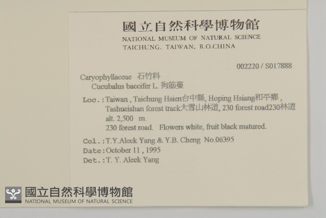 狗筋蔓藏品圖，第2張